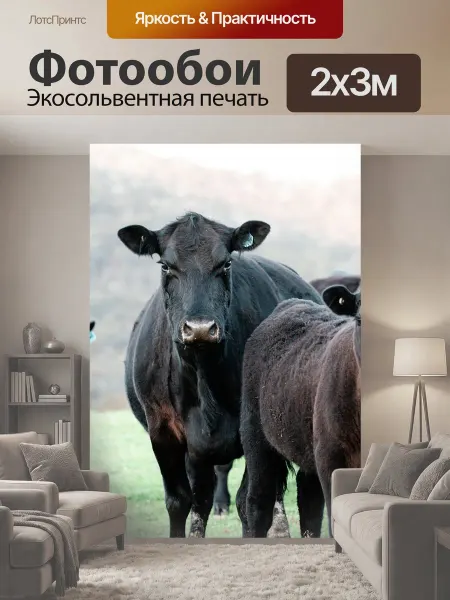 LotsPrints Фотообои "Корова, черный ангус, ферма" 2x3м