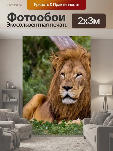 LotsPrints Фотообои "Большой африканский лев Большой лев." 2x3м