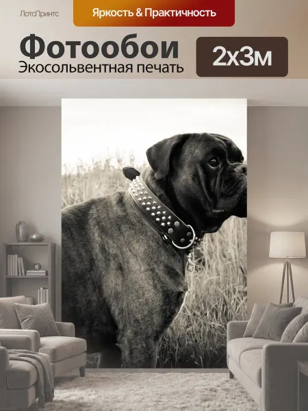 LotsPrints Фотообои "Собака, боксер, животное" 2x3м