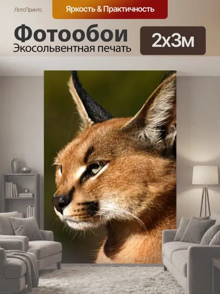 LotsPrints Фотообои "Пустыня рысь, большой кот, каракал" 2x3м