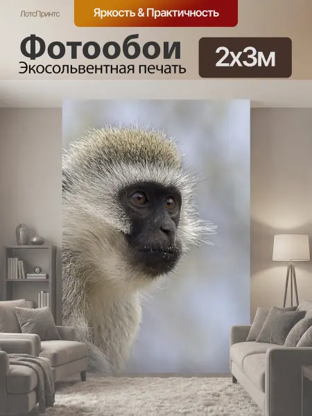 LotsPrints Фотообои "Верветка обезьяна, обезьяна, крупный план" 2x3м