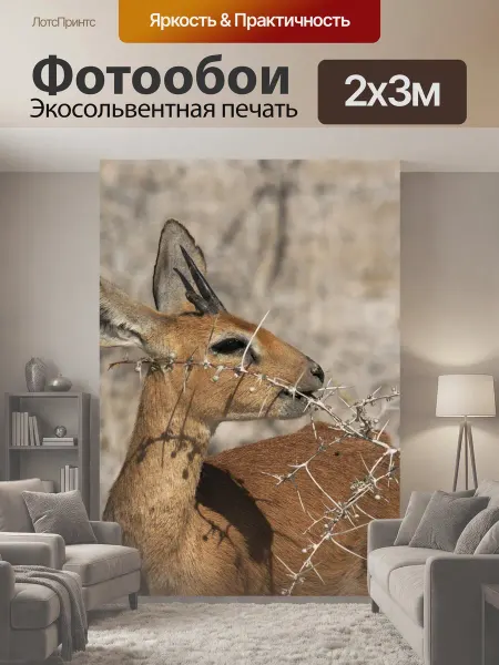 LotsPrints Фотообои "Дикдик, животное, колючий" 2x3м