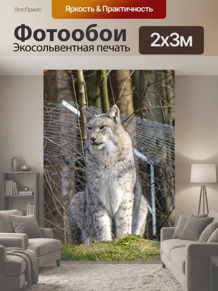 LotsPrints Фотообои "Рысь, дикое животное, дикий кот" 2x3м