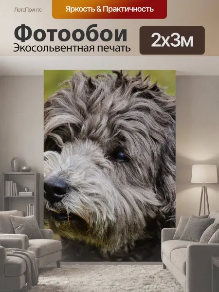 LotsPrints Фотообои "Собака, шерсть, домашнее животное" 2x3м