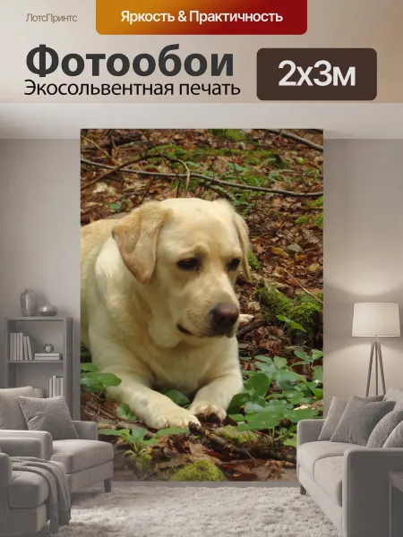 LotsPrints Фотообои "Лабрадор, собака, древесина" 2x3м