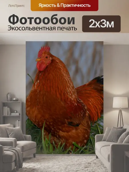 LotsPrints Фотообои "Животное, животные, курица" 2x3м