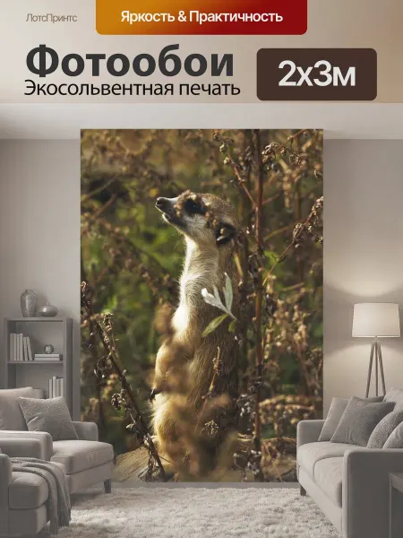 LotsPrints Фотообои "Сурикат, зоопарк, животное" 2x3м