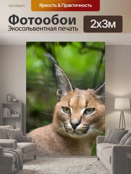 LotsPrints Фотообои "Животное, кот, каракал" 2x3м