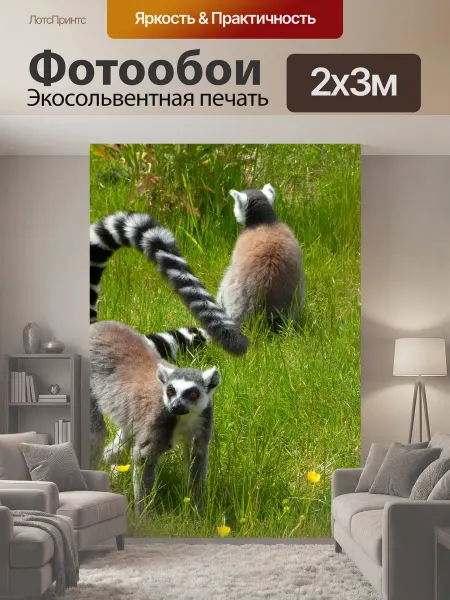 LotsPrints Фотообои "Кошачие лемуры, полуобезьян, катты" 2x3м
