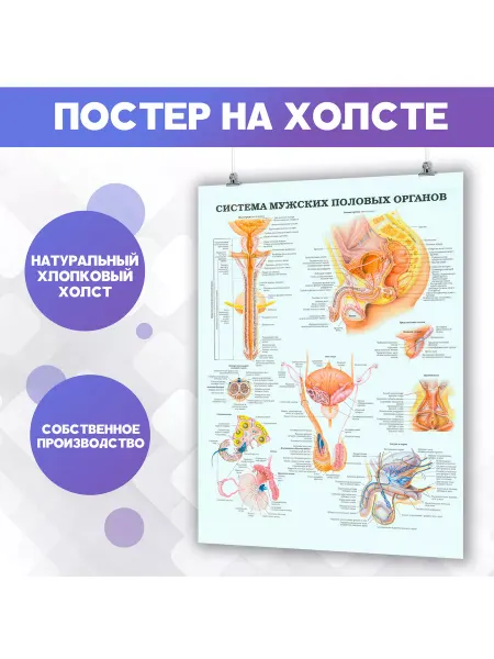 POSTERNAK Постер анатомия, строение мужских половых органов(4)30х40см