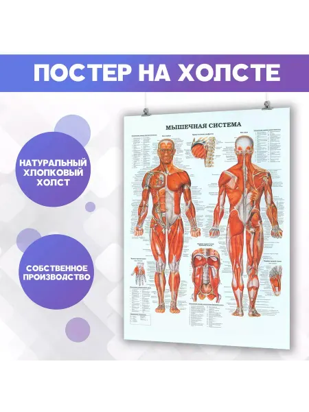 POSTERNAK Постер анатомия, мышечная система, мышцы, медицина 30х40 см