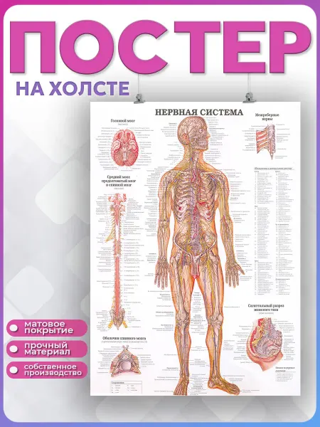 POSTERNAK Постер на холсте анатомия человека Нервная система 30х40 см