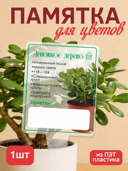 KRASNIKOVA Памятка по уходу за цветами Денежное дерево