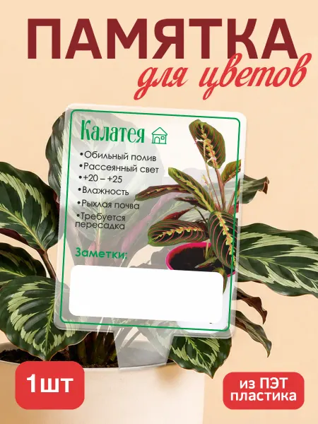 KRASNIKOVA Памятка по уходу за цветами Калатея