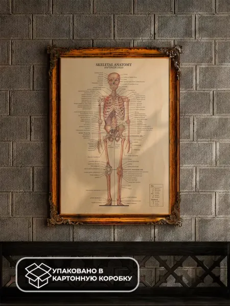 LAWE POSTERS Постер из крафт-бумаги Skeletal Anatomy Anterior 51 х 35 см