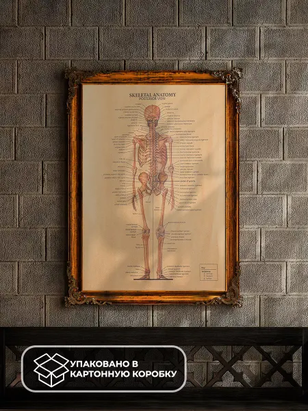LAWE POSTERS Постер из крафт-бумаги Skeletal Anatomy Posterior 51 х 35 см