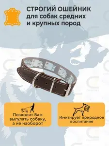 Строгий ошейник парфорс с металлическими клепками 35 мм 65 см