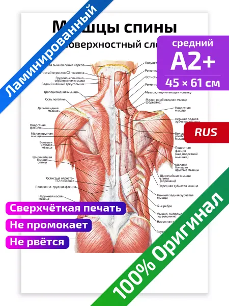 Квинг Мышцы спины поверхностный слой анатомия плакат А2