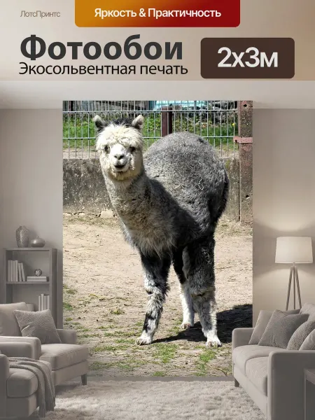 LotsPrints Фотообои "Альпака, животное, пако" 2x3м