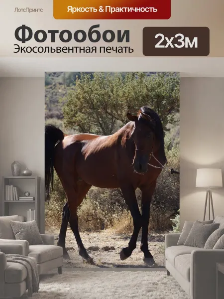 LotsPrints Фотообои "Арабский, лошадь, жеребец" 2x3м