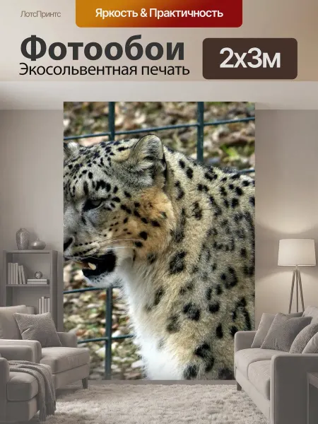 LotsPrints Фотообои "Снежный барс, большой кот, животное" 2x3м