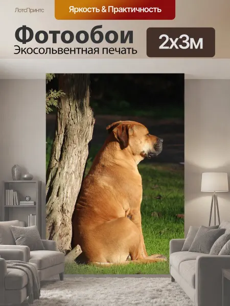 LotsPrints Фотообои "Собака, мастиф, бульмастиф" 2x3м