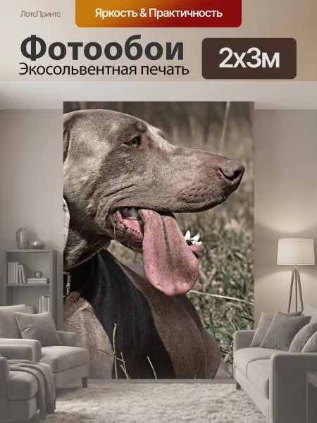 LotsPrints Фотообои "Веймаранер, охотничья собака, собака" 2x3м