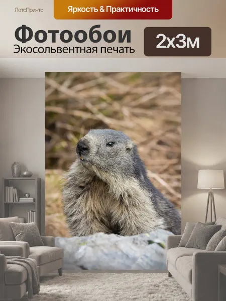LotsPrints Фотообои "Сурок, животное, гора" 2x3м