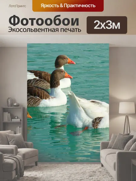 LotsPrints Фотообои "Гусь, гуси, животные" 2x3м