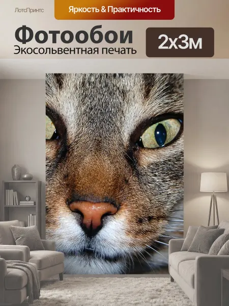 LotsPrints Фотообои "Кошка, животное, смешной кот" 2x3м