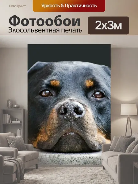 LotsPrints Фотообои "Собака, лицо, животное" 2x3м