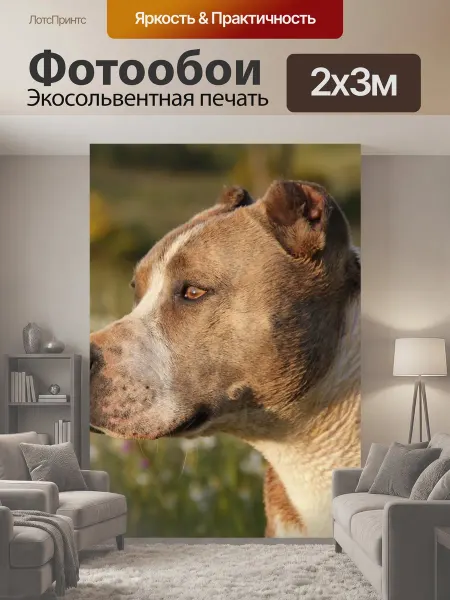 LotsPrints Фотообои "Животное, собака, питбуль" 2x3м