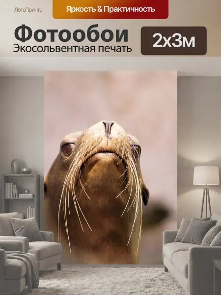 LotsPrints Фотообои "Морской лев, животные, природа" 2x3м