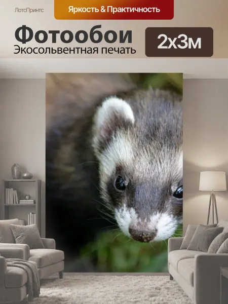 LotsPrints Фотообои "Хорек, ласка, кунье" 2x3м