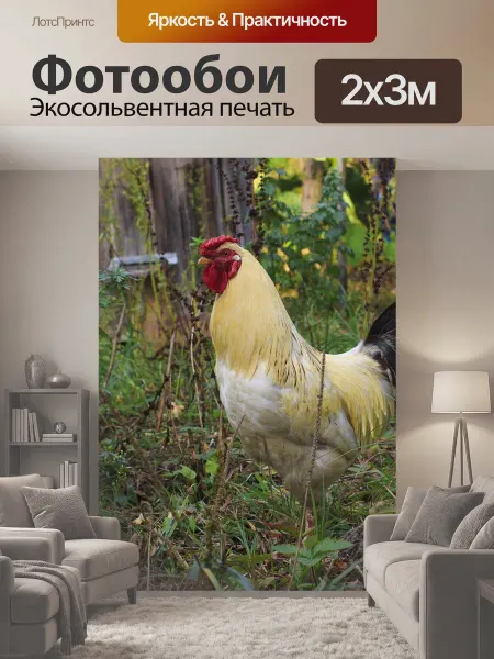 LotsPrints Фотообои "Петух, курица, птица" 2x3м