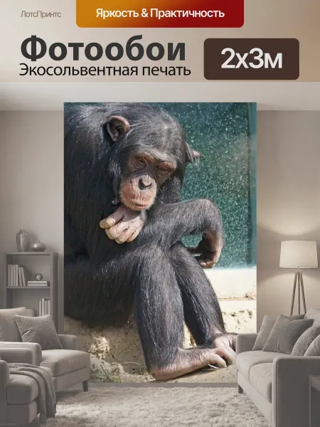 LotsPrints Фотообои "Шимпанзе, примат, обезьяна" 2x3м