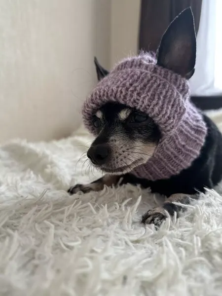 Kapa Style Шапка для собак мелких пород