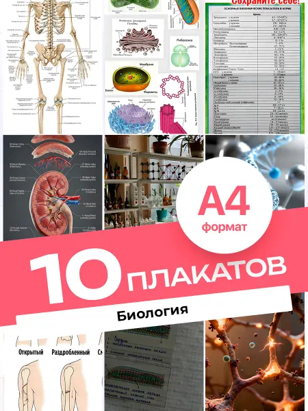 KONNESSI Постеры Биология. 10 штук А4