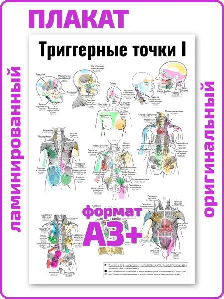 Квинг Триггерные точки I медицинский плакат А3 ламинированный