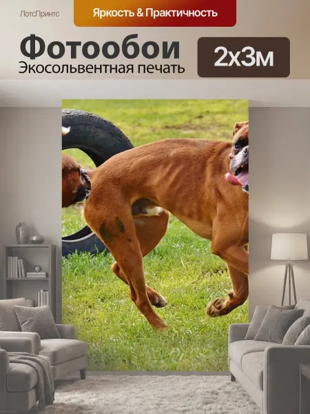LotsPrints Фотообои "Боксеры, собаки, хороший aiderbichl" 2x3м