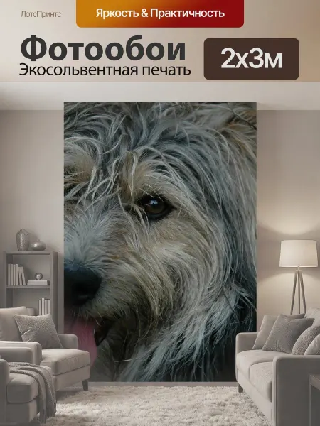 LotsPrints Фотообои "Собака, и бродяга, pet" 2x3м