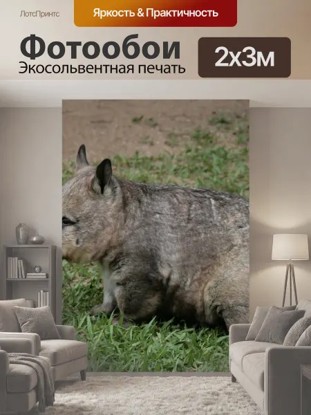 LotsPrints Фотообои "Вомбат, австралия, животное" 2x3м
