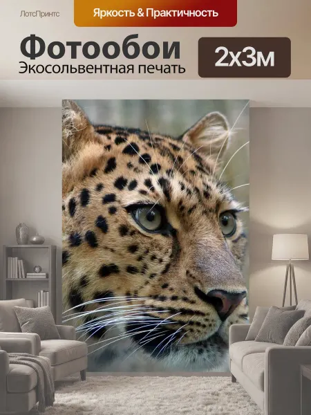 LotsPrints Фотообои "Леопард, амурский леопард, кот" 2x3м