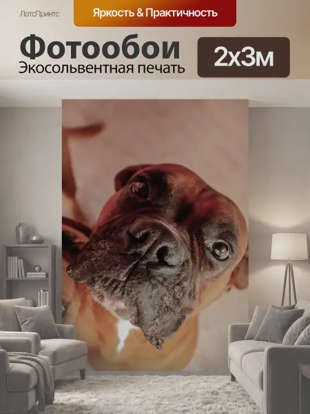LotsPrints Фотообои "Боксер, родился, собака" 2x3м