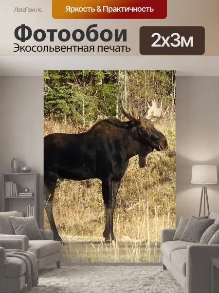 LotsPrints Фотообои "Лось, животное, большой" 2x3м