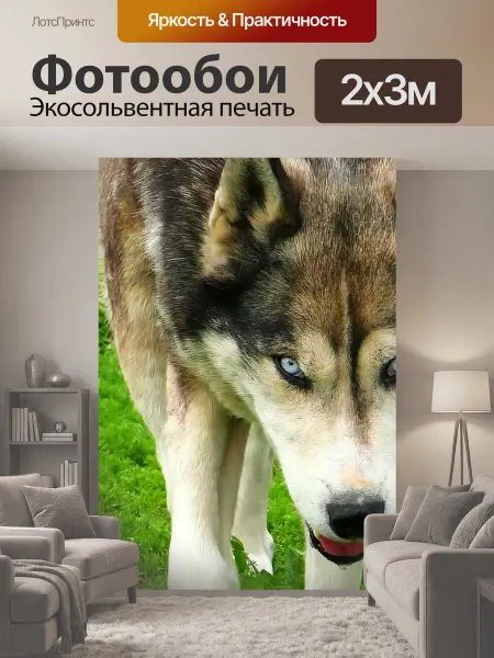 LotsPrints Фотообои "Хаски, волк, собака" 2x3м