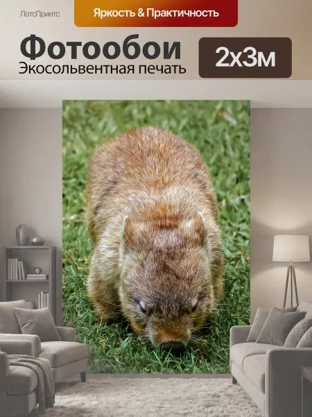 LotsPrints Фотообои "Вомбат, сумчатое животное, пушистый" 2x3м