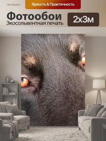 LotsPrints Фотообои "Ховаварт, собака, глаза" 2x3м