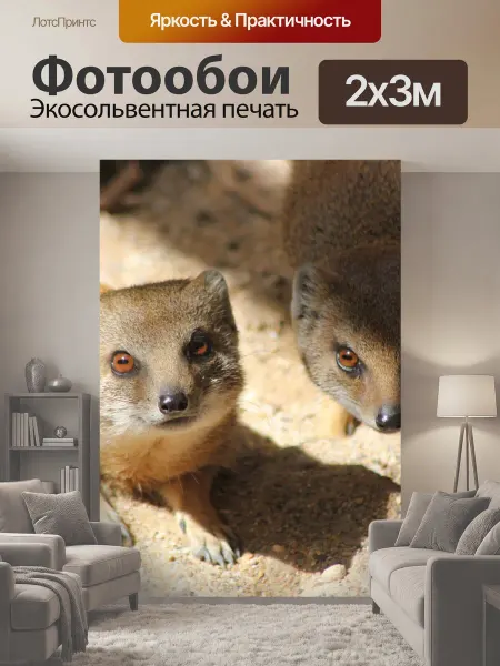 LotsPrints Фотообои "Мангуста, дикая природа, глазеть" 2x3м