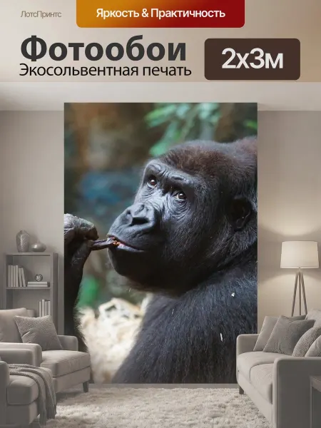 LotsPrints Фотообои "Горилла, обезьяна, млекопитающее" 2x3м